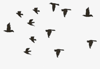 Flying Bird Gif Transparent - Let It Go Tattoo