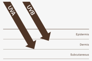 Without Protection, Uva And Uvb Rays Penetrate And - Ultraviolet