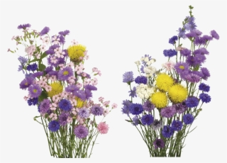 Kisspng English Lavender Cut Flowers Overlay Real Flower - Free Flower Overlay Png