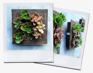 Solicitá Más Info Acá - Echeveria