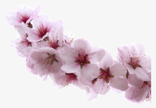 Almond Blossom Flower - Apricot Blossom