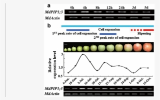 3 Expression In Drought Treatment And During Apple - Fig.1