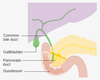 Open - Bile Duct - 2000x1632 PNG Download - PNGkit