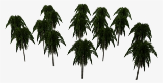 Uindqzs - Attalea Speciosa