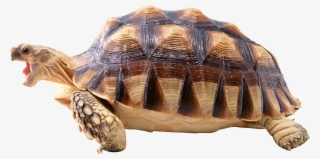 Turtle Png - Turtle Transparent Background