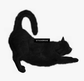 Cat Cats - Cat Yawns