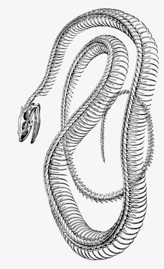 Skelet Van Een Slang