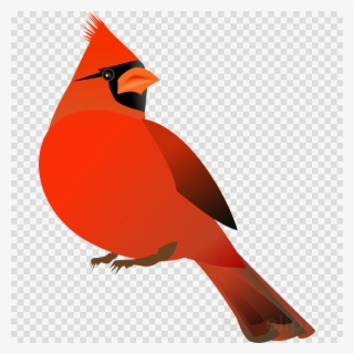 Download Free Cardinal Vector Clipart St - Note Cards (pk Of 20)