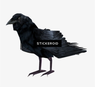 Common Raven Birds - Portable Network Graphics