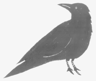 Raven Feather Png