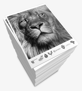 Black And White Copies - Lionheart Ep Vinyl Maxi