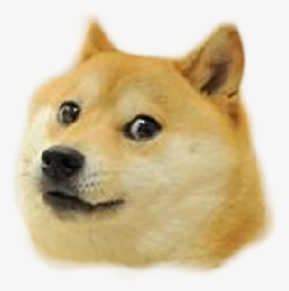Shiba Meme