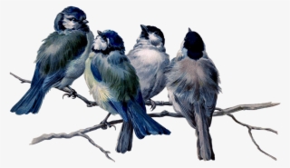 Mq Blue Birds Bird Flying Animal - Vintage Bird Tattoos