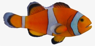 Ocellarisclown - Clown Fish Png Transparent
