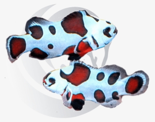 Mocha Storm Clown Fish - Clownfish