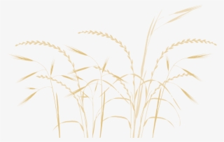 Phragmites