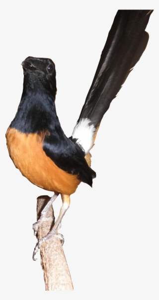 Murai Batu Png Vector