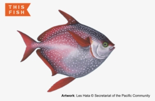 Opah