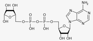 Adenosine Diphosphate
