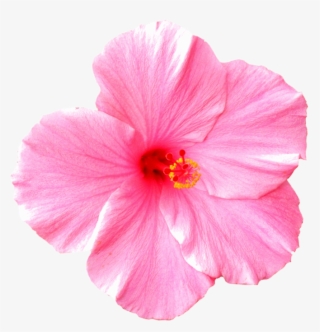8 31 18 Daily Announcements - Hawaii Flower White Background