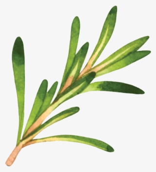 Rosemary - Mindful Vegan By Lani Muelrath