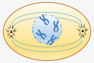Animal Cell - Profase Png