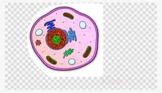 Animal Cell Cartoon Clipart Plant Cell Cèl - Wrigley Field