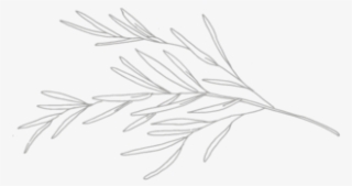 Rosemary - Drawing