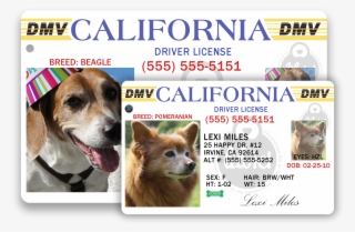 Lilo Id Sizes Available - Companion Dog