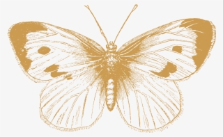 Columbia Bitters Company - Butterfly Black And White Illustration