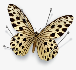 Search Butterfly - Schmetterlings-kindermaterial Postkarte