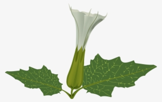 Stramonium Flower - Datura Clipart