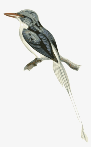 Birds Branch Cliparts 17, Buy Clip Art - Biak Paradise Kingfisher