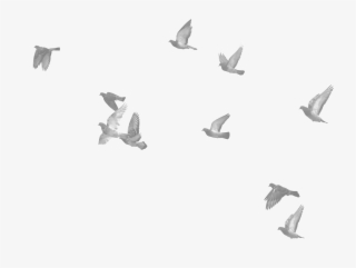 More Birds - Bild Glass