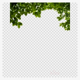 Download Tree Branches With Leaves Png Clipart Tree - Png Format Transparent Plant Png
