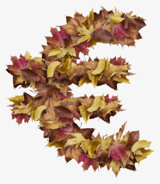 Euro Symbol With Dry Leaves - Cattleya