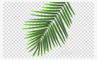 Summer Leaves Png Clipart Leaf Clip Art - Beach Leaves Png