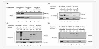 Pcdna Ns1 Was Co Transfected With Plasmid Encoding - Transfection