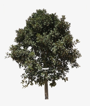 Ficus Rubiginosa - Fig Tree Clip Art