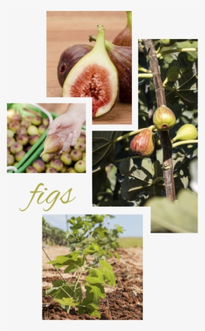 There Is Only One Commercial Variety Cultivated In - Cluster Fig Tree