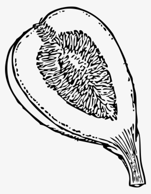 This Free Icons Png Design Of Fig In Section 1