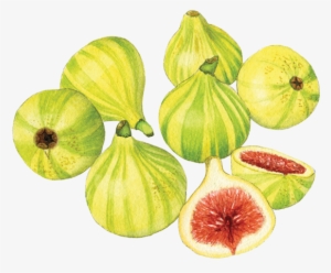 Candy Stripe Figs - Common Fig