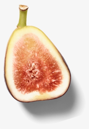 Images - Common Fig