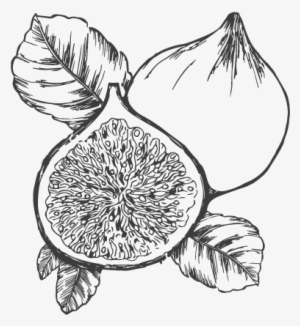 Fig Milk - Sketch