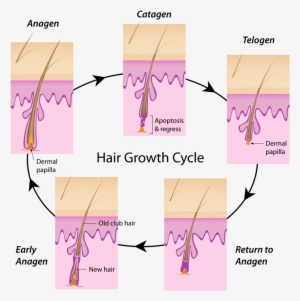 Hair Cycle - Long Does Your Hair Need