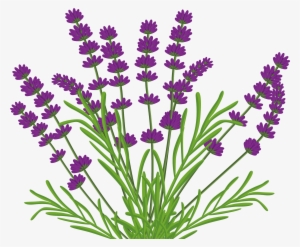 Lavender Bush Png By Kibblywibbly On Deviantart - Vector Lavender Bush