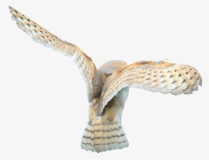 Share This Image - Barn Owl Wings Transparent