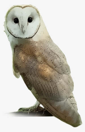 Common Barn-owl - Barn Owl Png