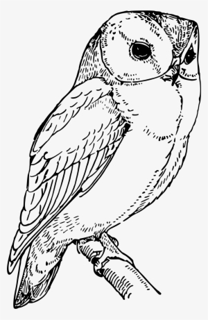 Banner Laughing Big Image Png - Owl Images For Drawing