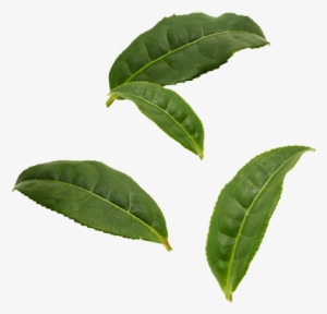 Organic Pu'er Tea Leaves - Black Tea Leaf Png